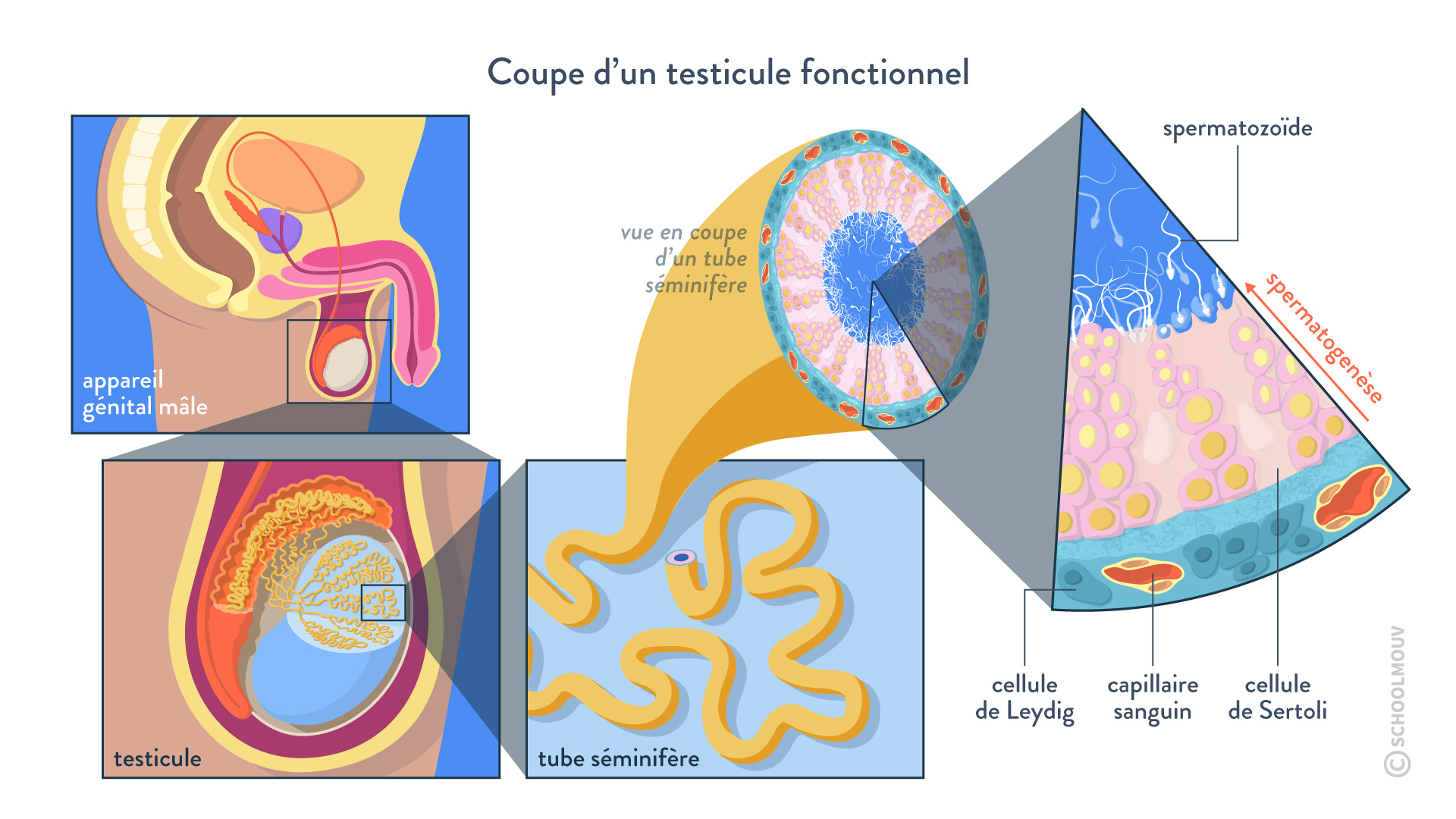 Sch ma Appareil Genital Masculin RKEDK