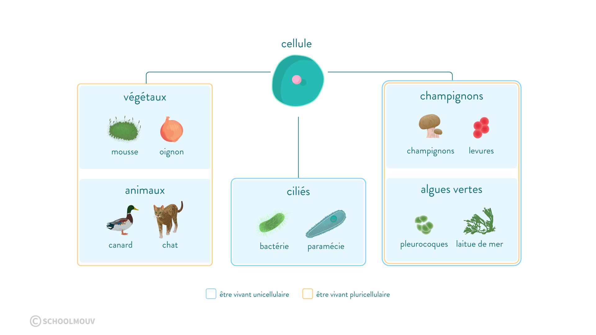 L organisme Pluricellulaires La Sp cialisation Des Cellules 2nde